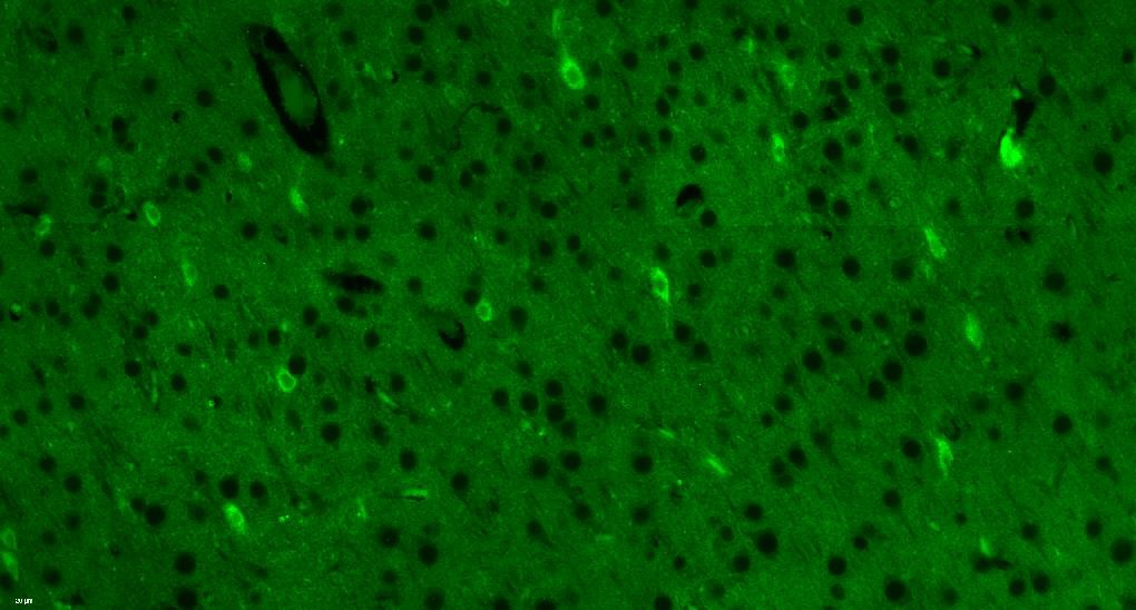TLR7 Polyclonal Antibody, FITC Conjugated