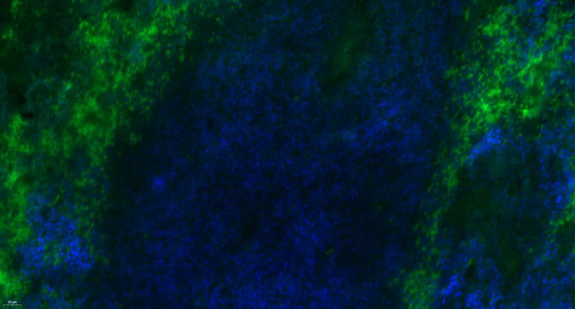 TLR7 Polyclonal Antibody, FITC Conjugated