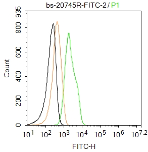 Nurr1 Polyclonal Antibody, FITC Conjugated