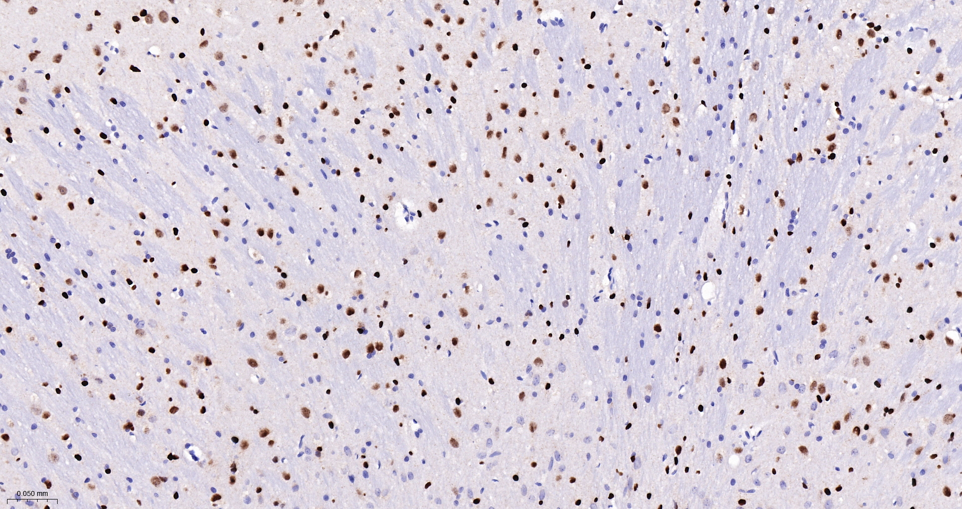 SOX2 Monoclonal Antibody