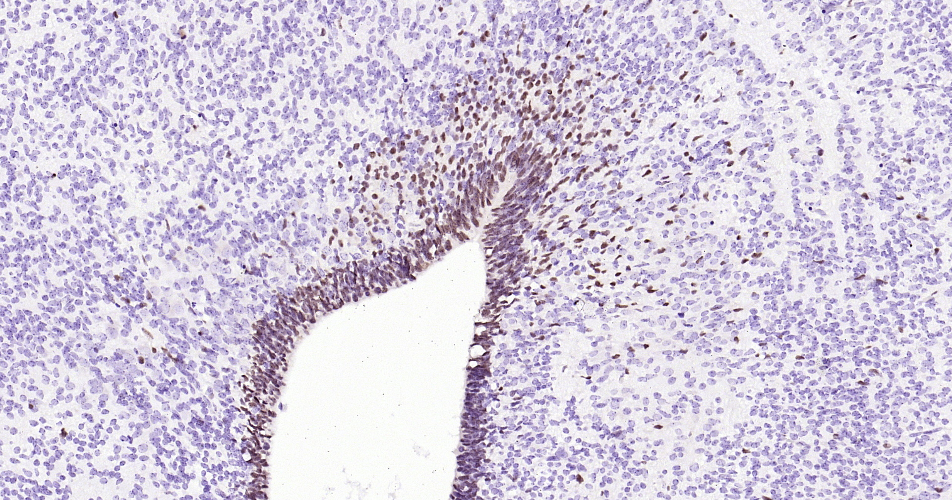 SOX2 Monoclonal Antibody