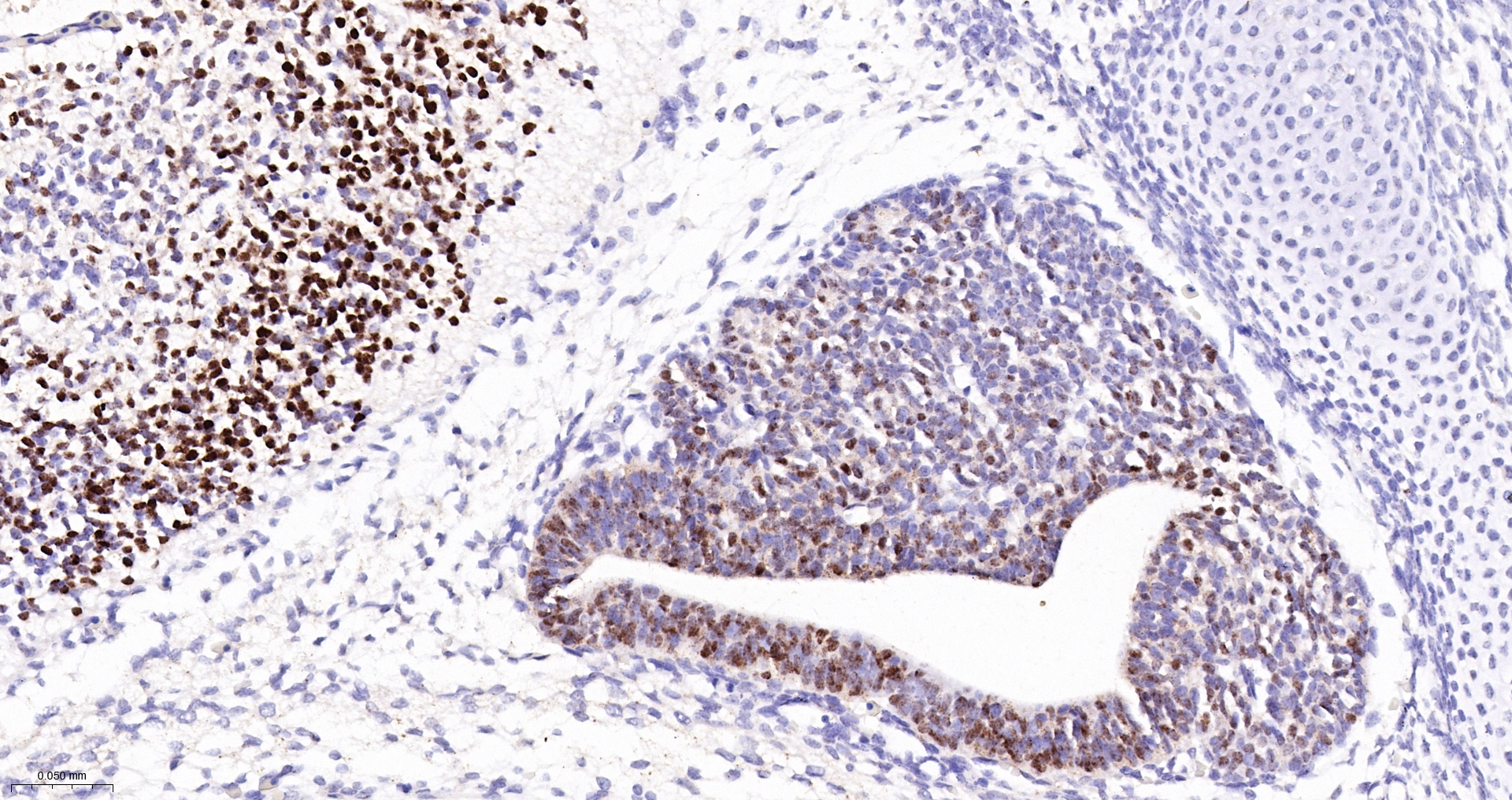 SOX2 Monoclonal Antibody