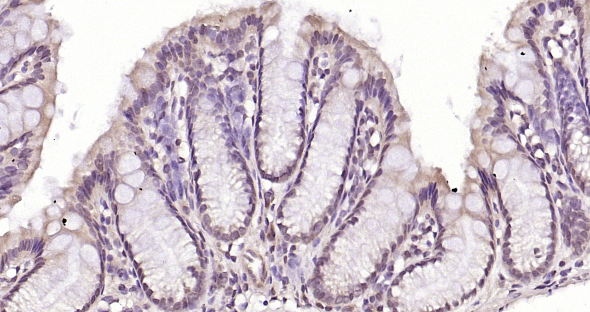 phospho-RAD9 (Tyr28) Polyclonal Antibody