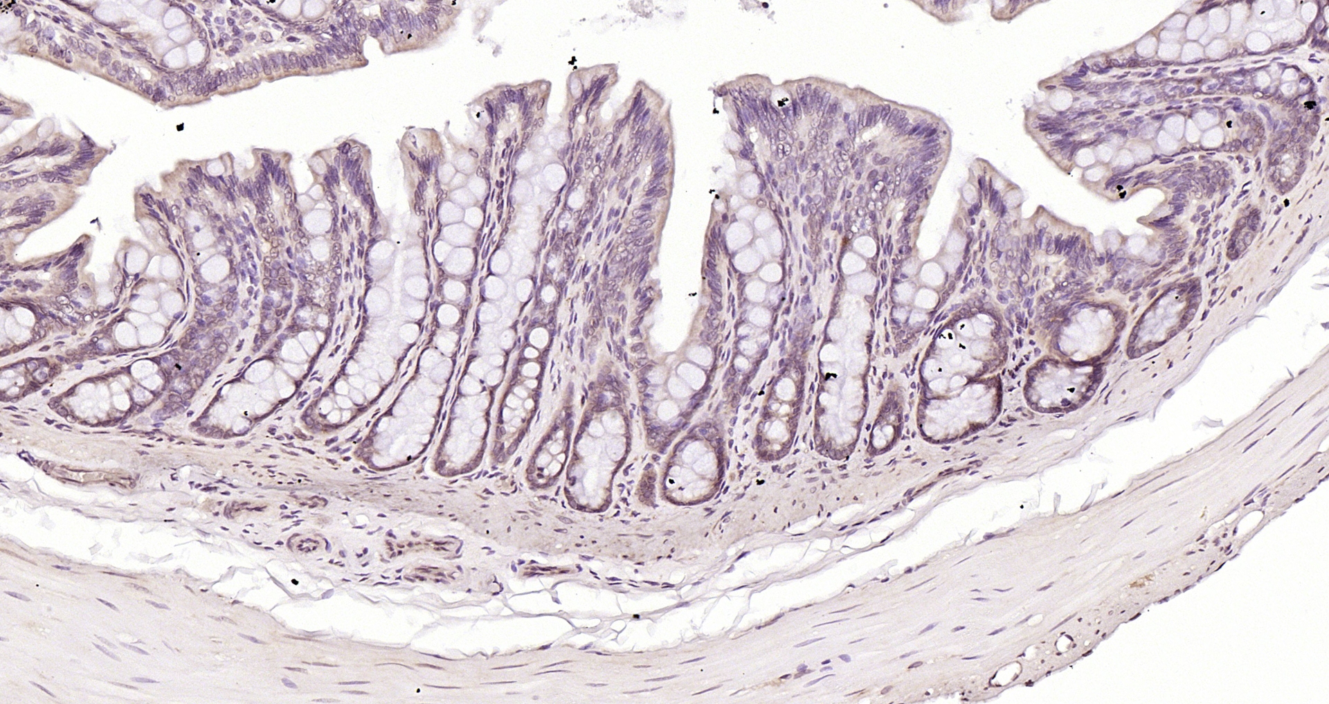 phospho-RAD9 (Tyr28) Polyclonal Antibody