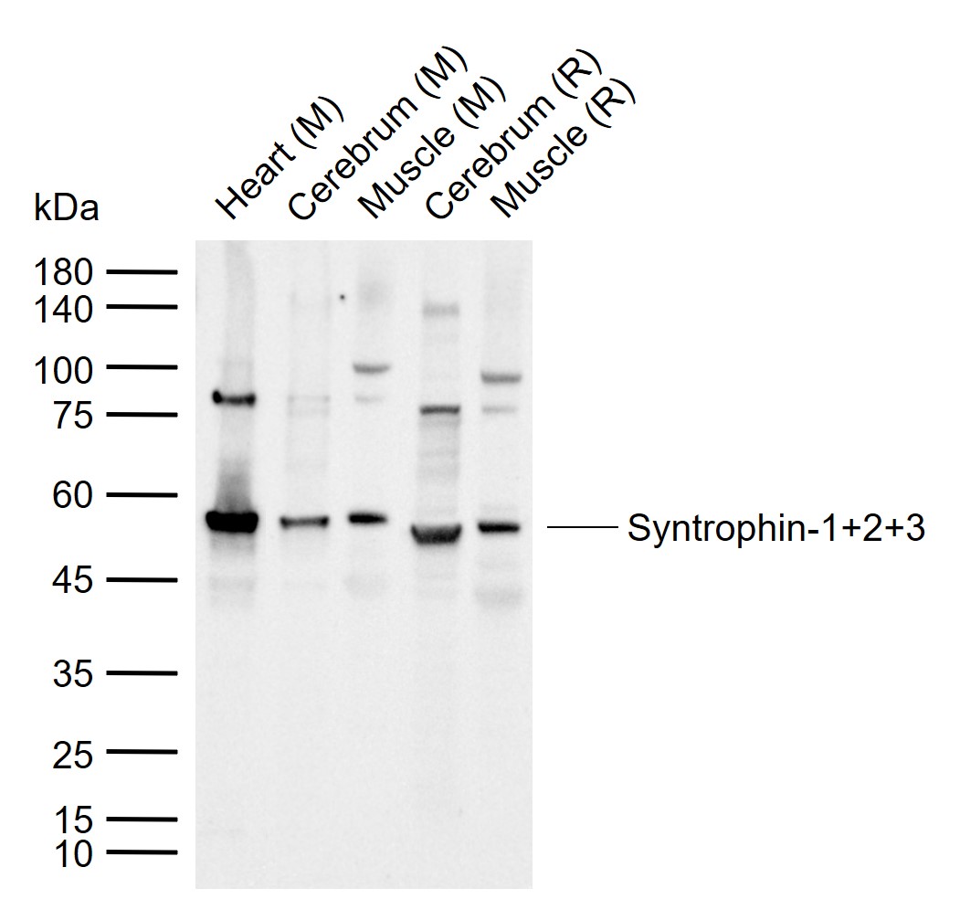 Syntrophin-1+2+3 Polyclonal Antibody