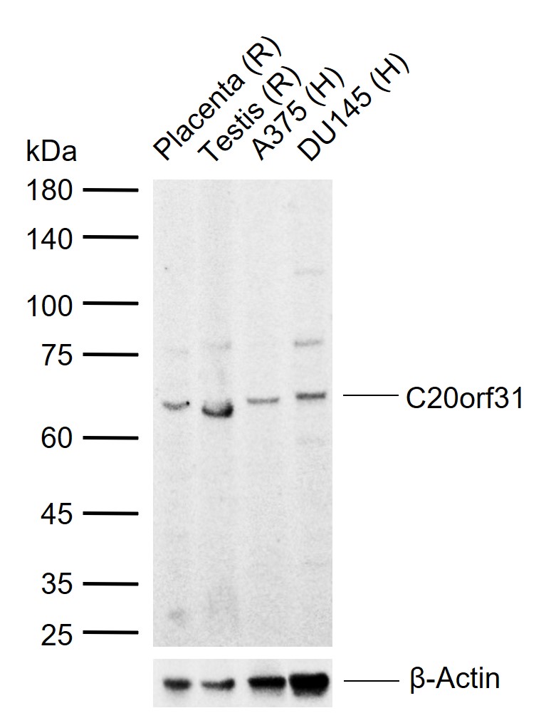 C20orf31 Polyclonal Antibody