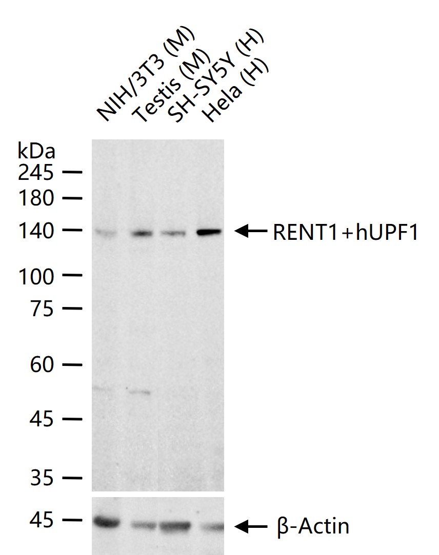RENT1+hUPF1 Polyclonal Antibody