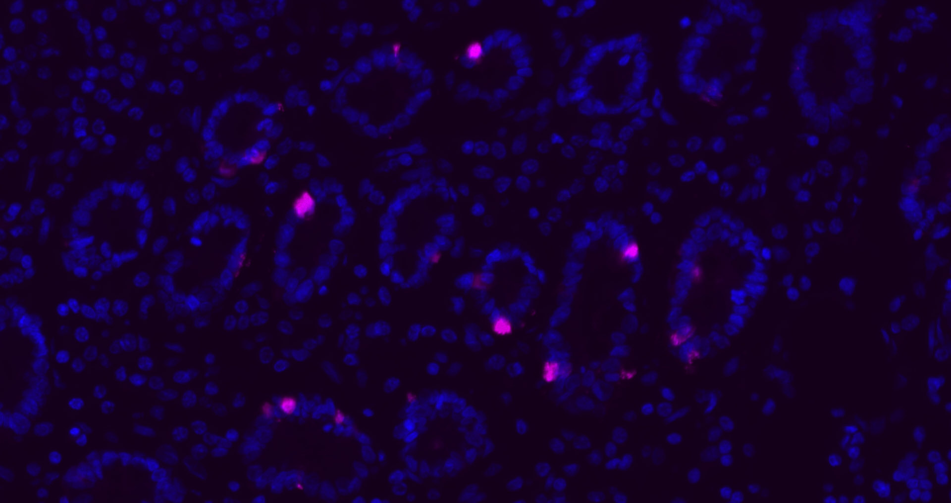 CHGA Polyclonal Antibody, Cy5 Conjugated
