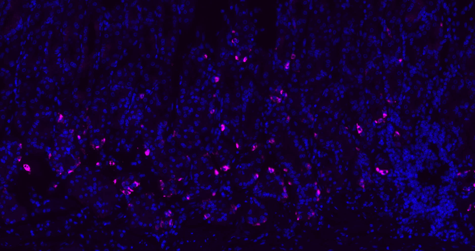 CHGA Polyclonal Antibody, Cy5 Conjugated