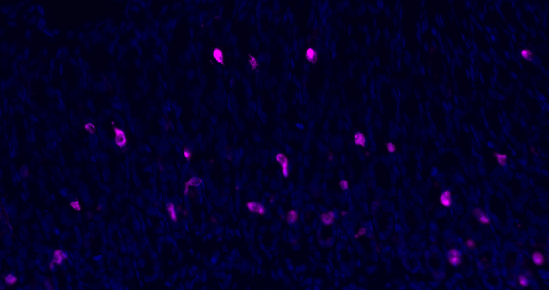 CHGA Polyclonal Antibody, Cy5 Conjugated