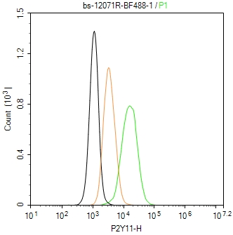 P2Y11 Polyclonal Antibody, AbBy Fluor-488 Conjugated