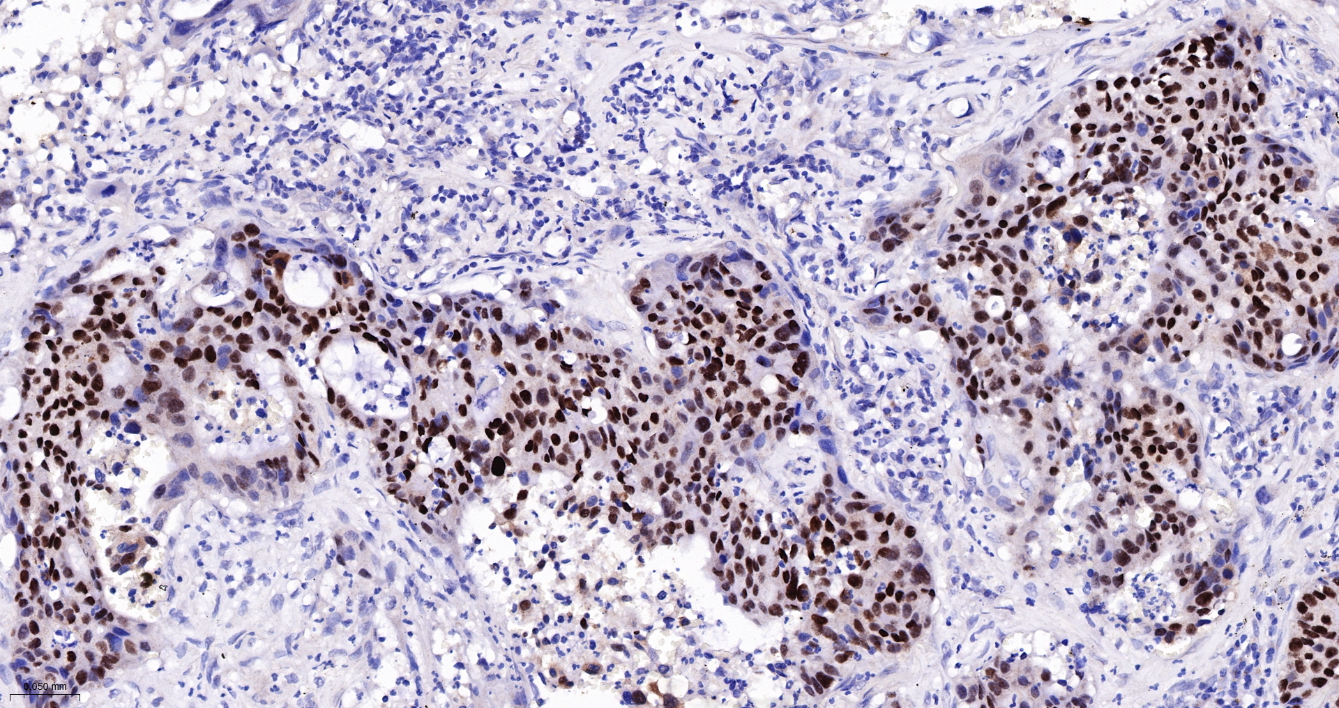SOX2 Monoclonal Antibody