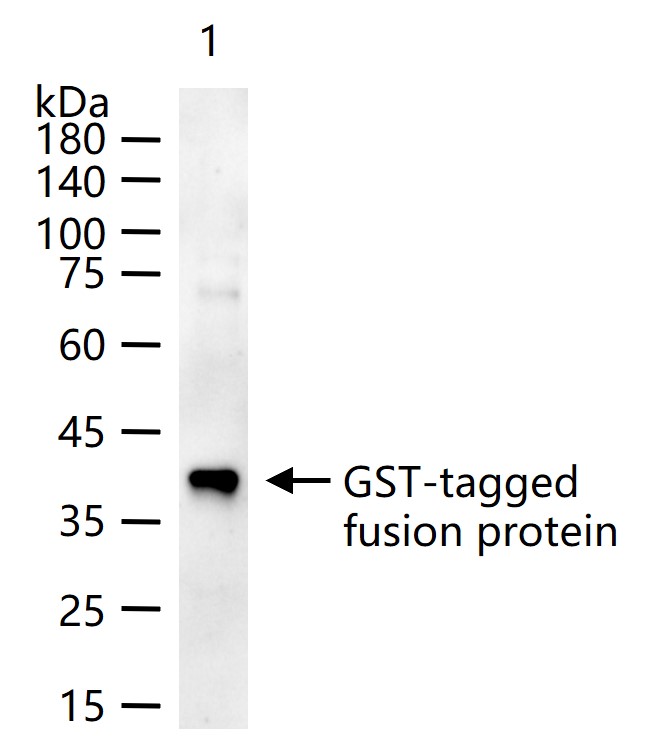 GST tag Polyclonal Antibody, HRP Conjugated