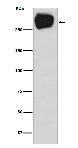 MRP1/ABCC1 Recombinant Antibody
