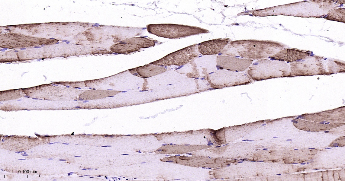 Myoglobin Recombinant Antibody