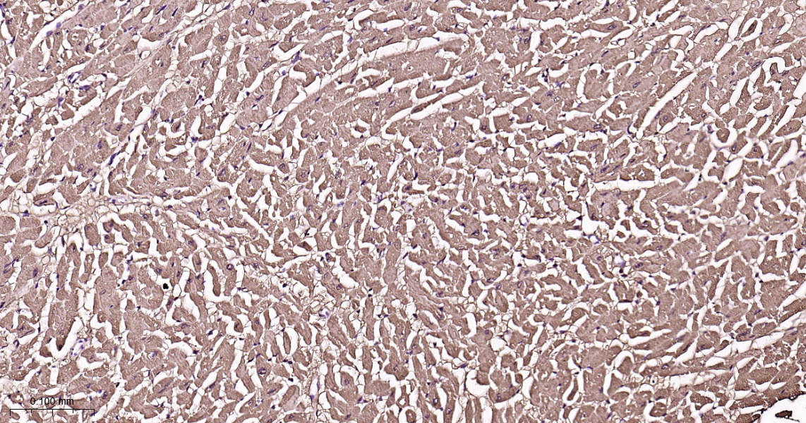 Myoglobin Recombinant Antibody