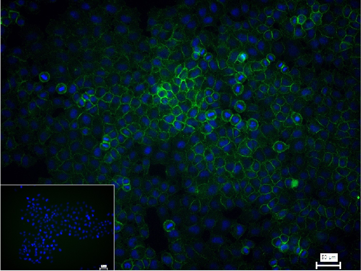 CD44 Monoclonal Antibody, FITC Conjugated