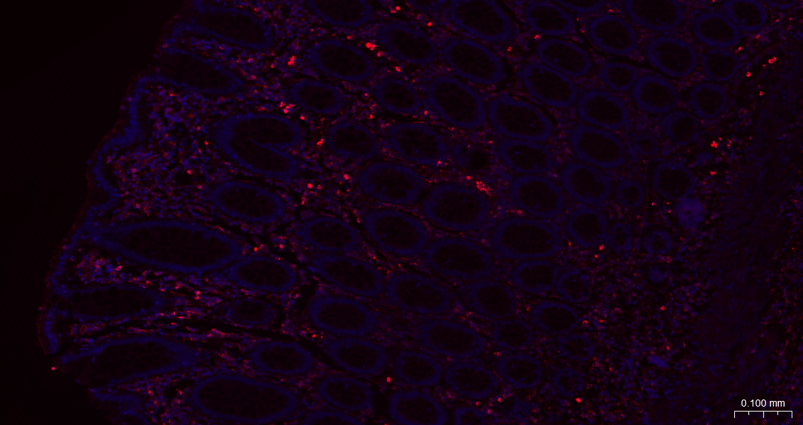 Vimentin Polyclonal Antibody, AbBy Fluor-594 Conjugated