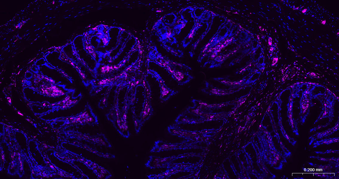 Vimentin Polyclonal Antibody, AbBy Fluor-647 Conjugated