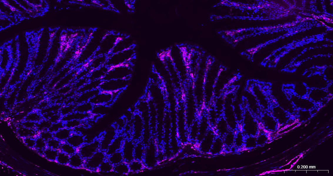 Vimentin Polyclonal Antibody, AbBy Fluor-647 Conjugated