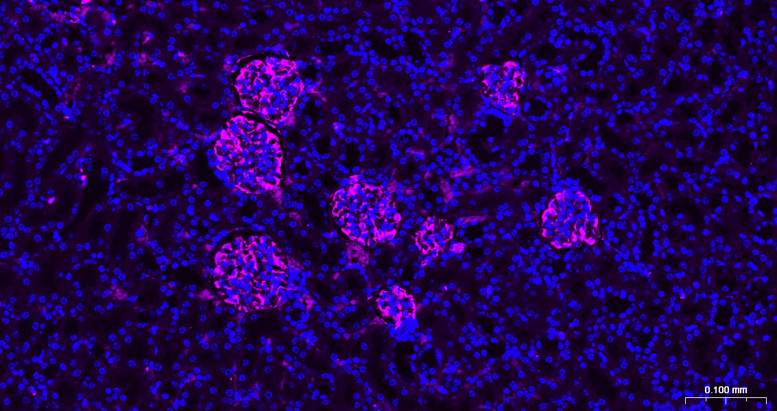 Vimentin Polyclonal Antibody, AbBy Fluor-647 Conjugated