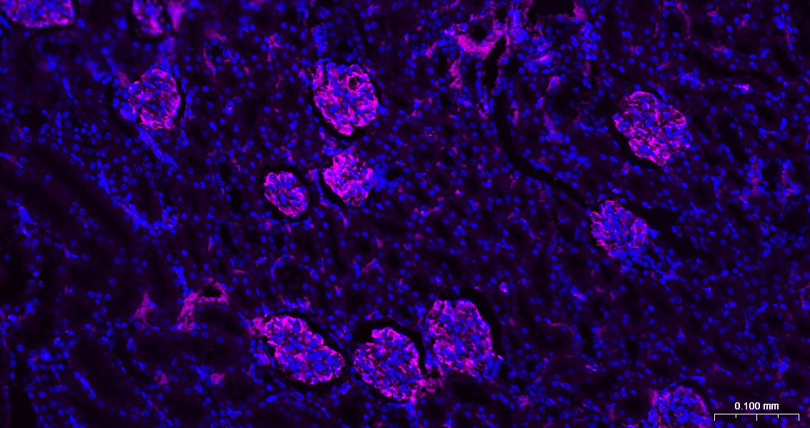 Vimentin Polyclonal Antibody, AbBy Fluor-647 Conjugated