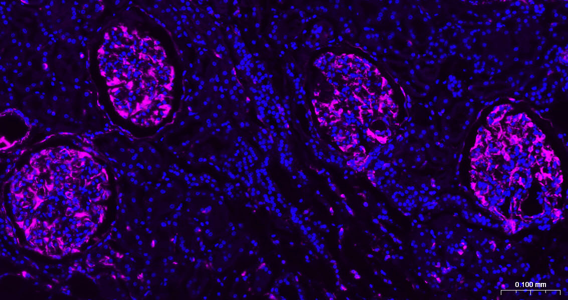 Vimentin Polyclonal Antibody, AbBy Fluor-647 Conjugated