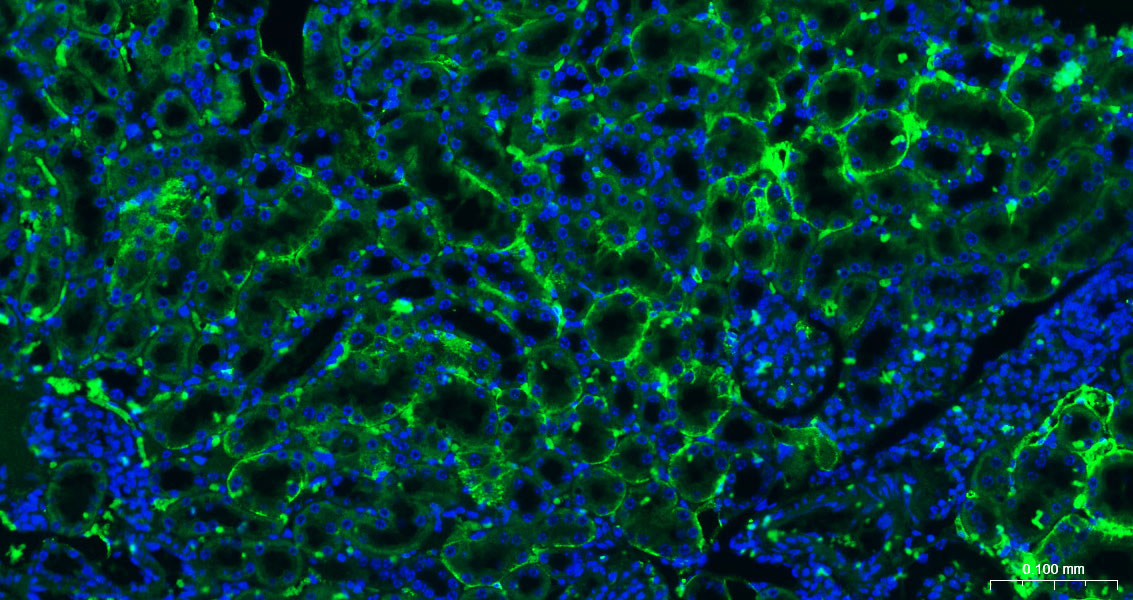 CD36 Polyclonal Antibody, AbBy Fluor-488 Conjugated