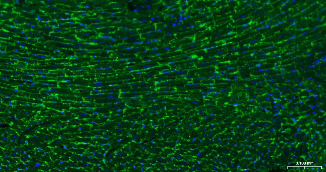 CD36 Polyclonal Antibody, AbBy Fluor-488 Conjugated