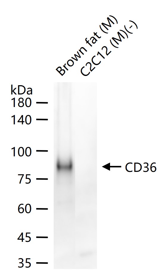 CD36 Polyclonal Antibody, HRP Conjugated