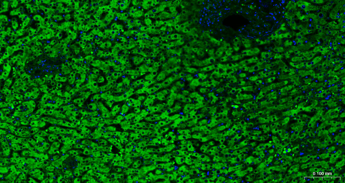 Calreticulin Polyclonal Antibody, FITC Conjugated