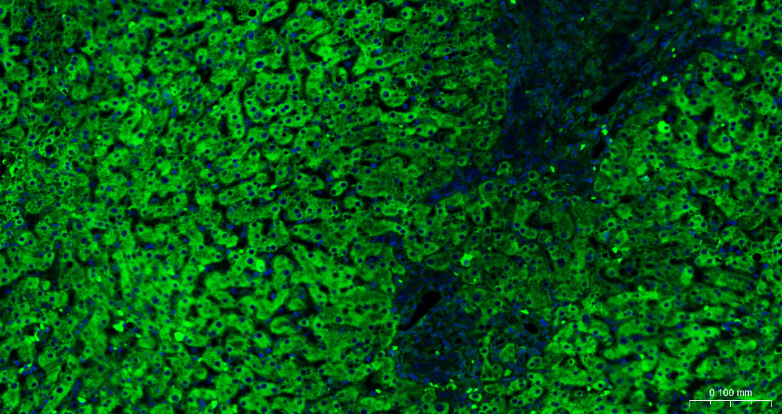 Calreticulin Polyclonal Antibody, AbBy Fluor-488 Conjugated