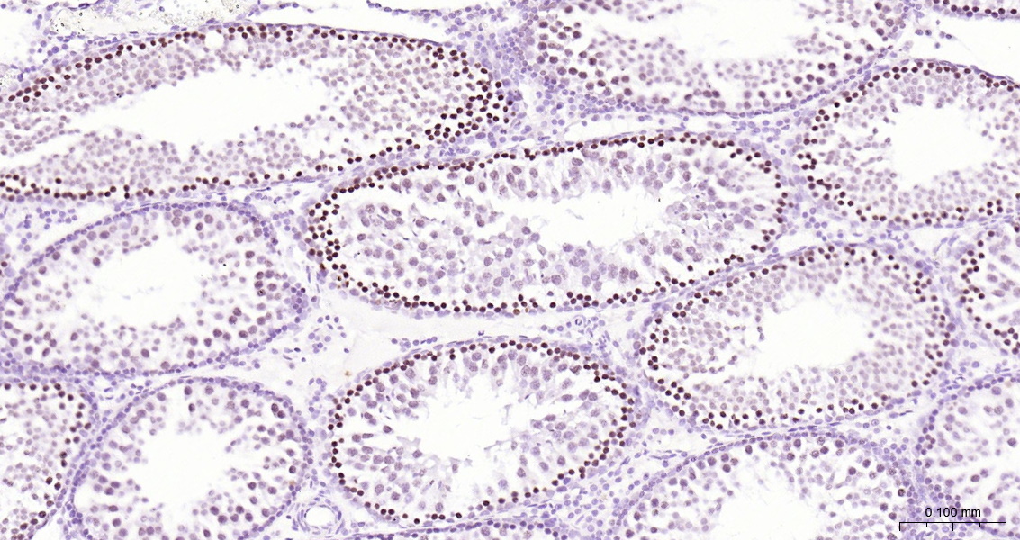 Histone H3 Polyclonal Antibody, HRP Conjugated