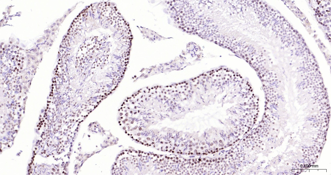 Histone H3 Polyclonal Antibody, HRP Conjugated