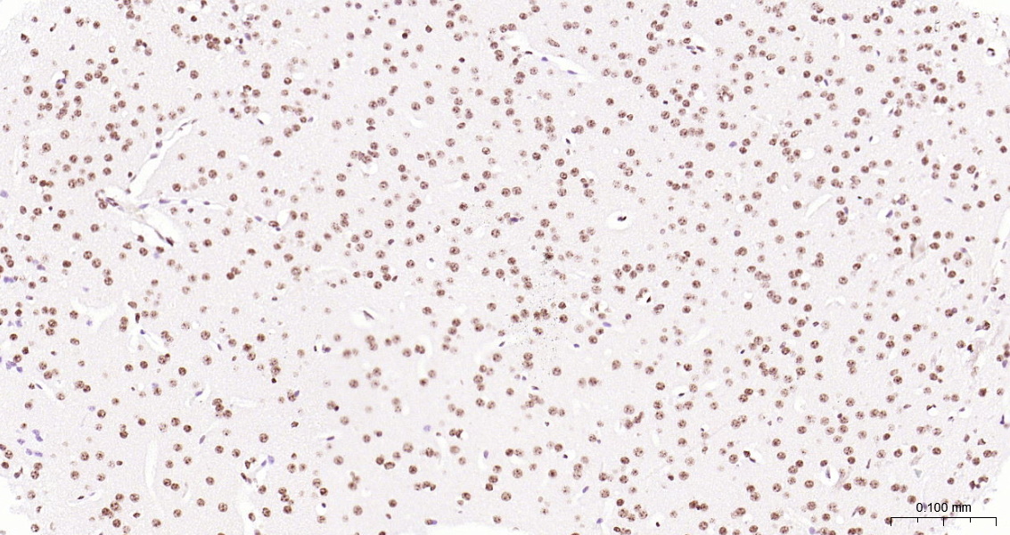 Histone H3 Polyclonal Antibody, HRP Conjugated