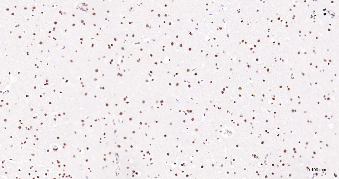 Histone H3 Polyclonal Antibody, HRP Conjugated