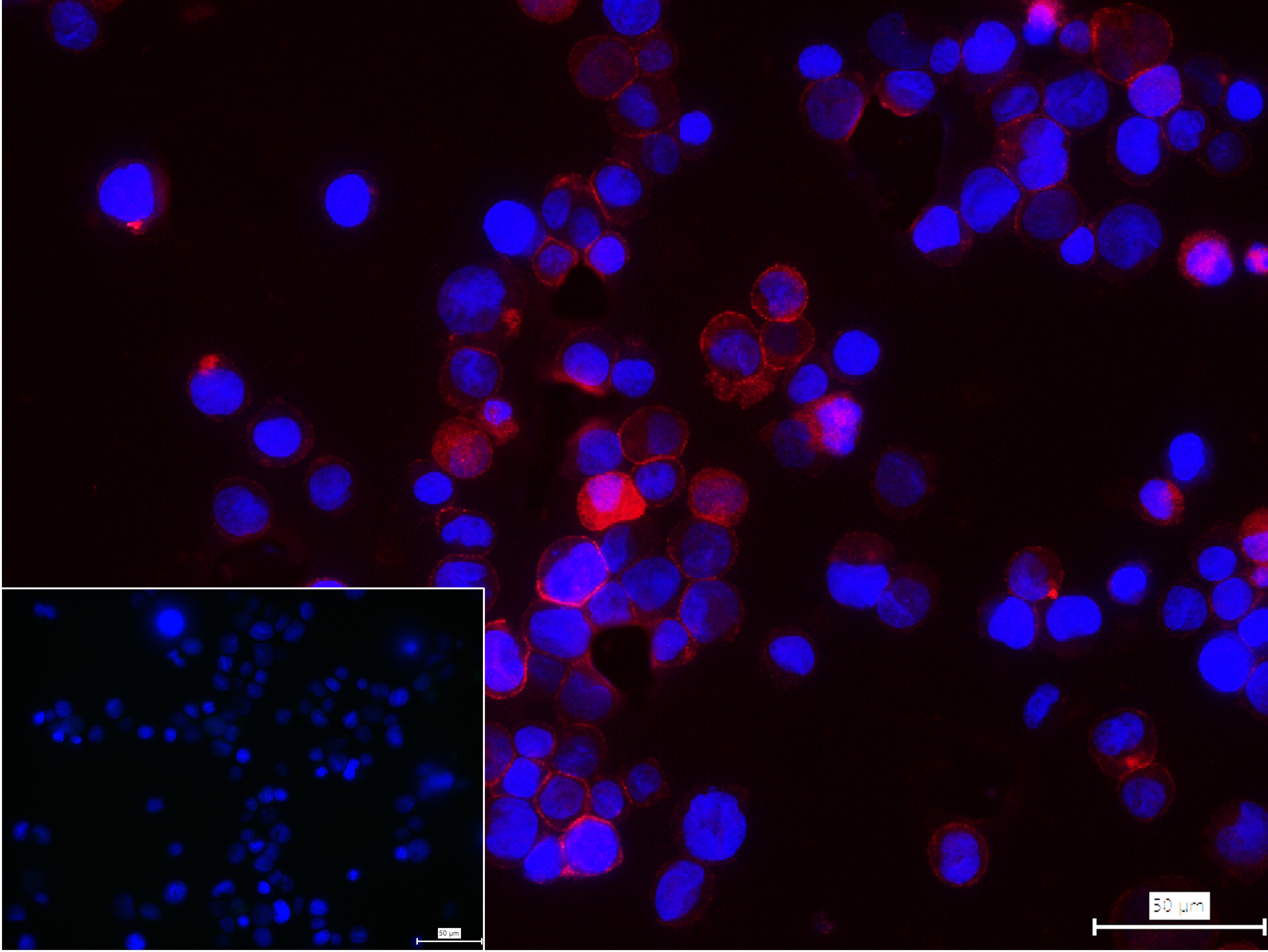 GPR43 Polyclonal Antibody, PE Conjugated