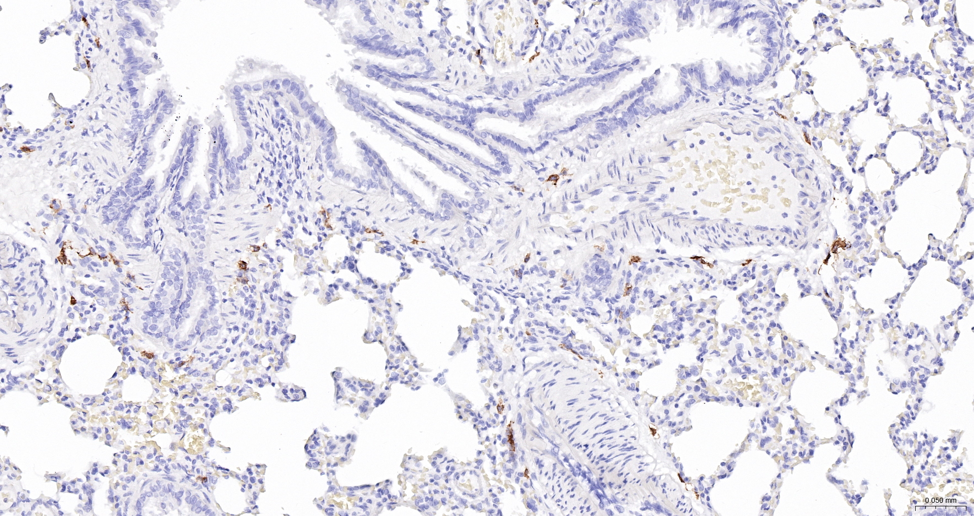 CD163 Recombinant Antibody, HRP Conjugated