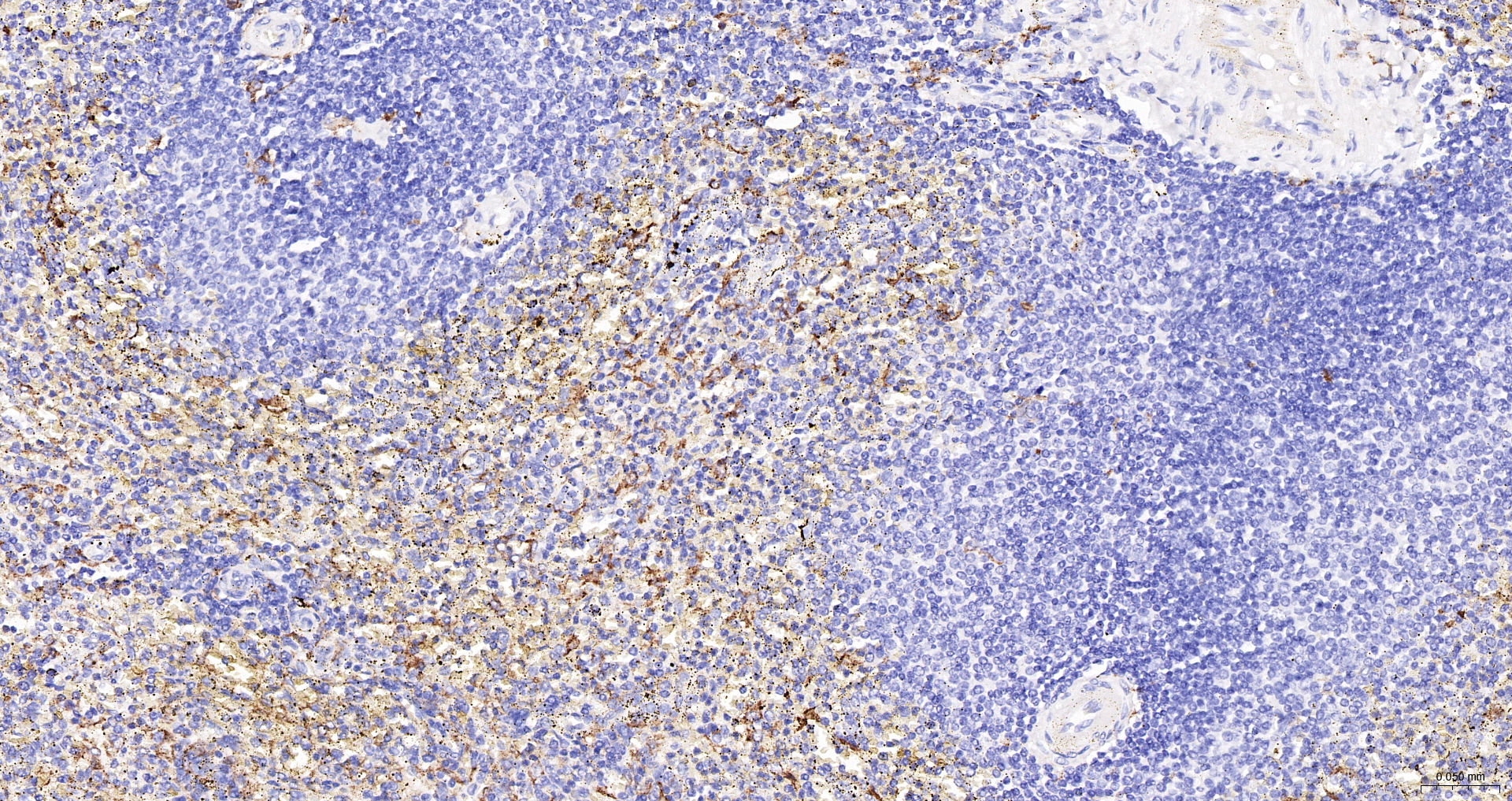 CD163 Recombinant Antibody, HRP Conjugated