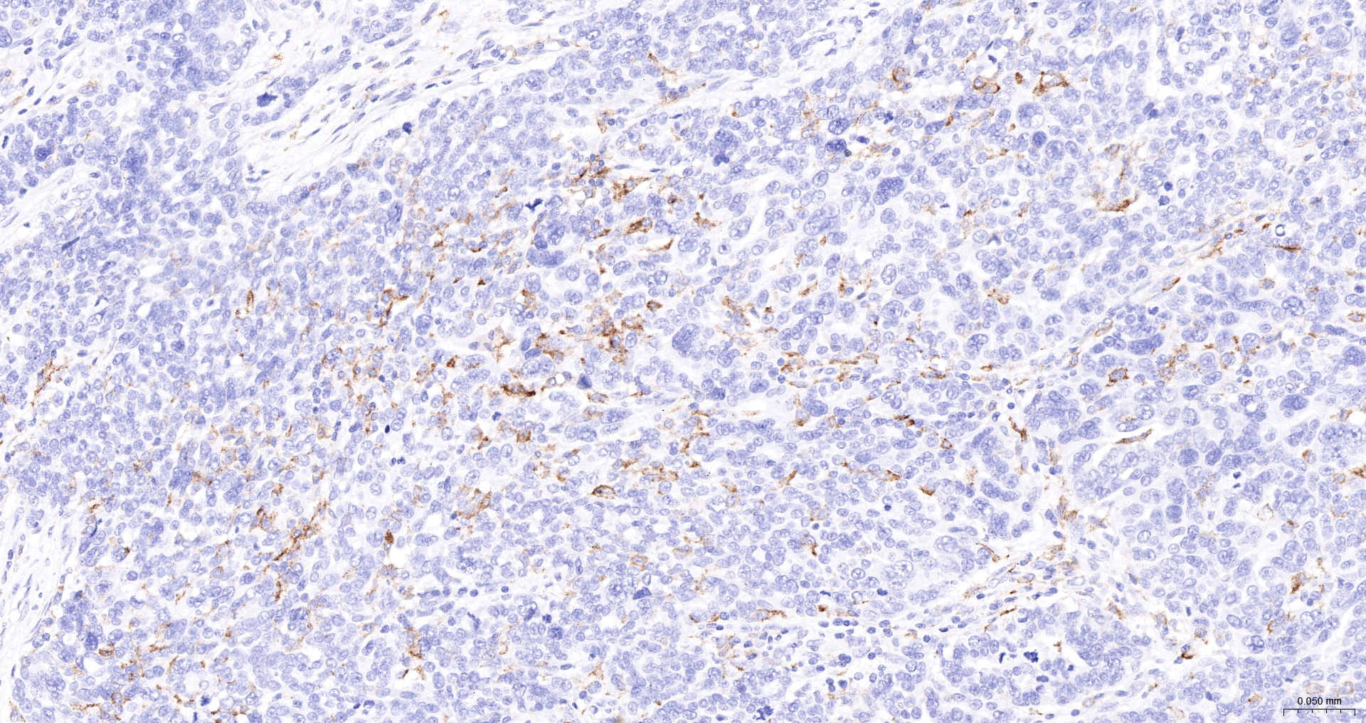 CD163 Recombinant Antibody, HRP Conjugated