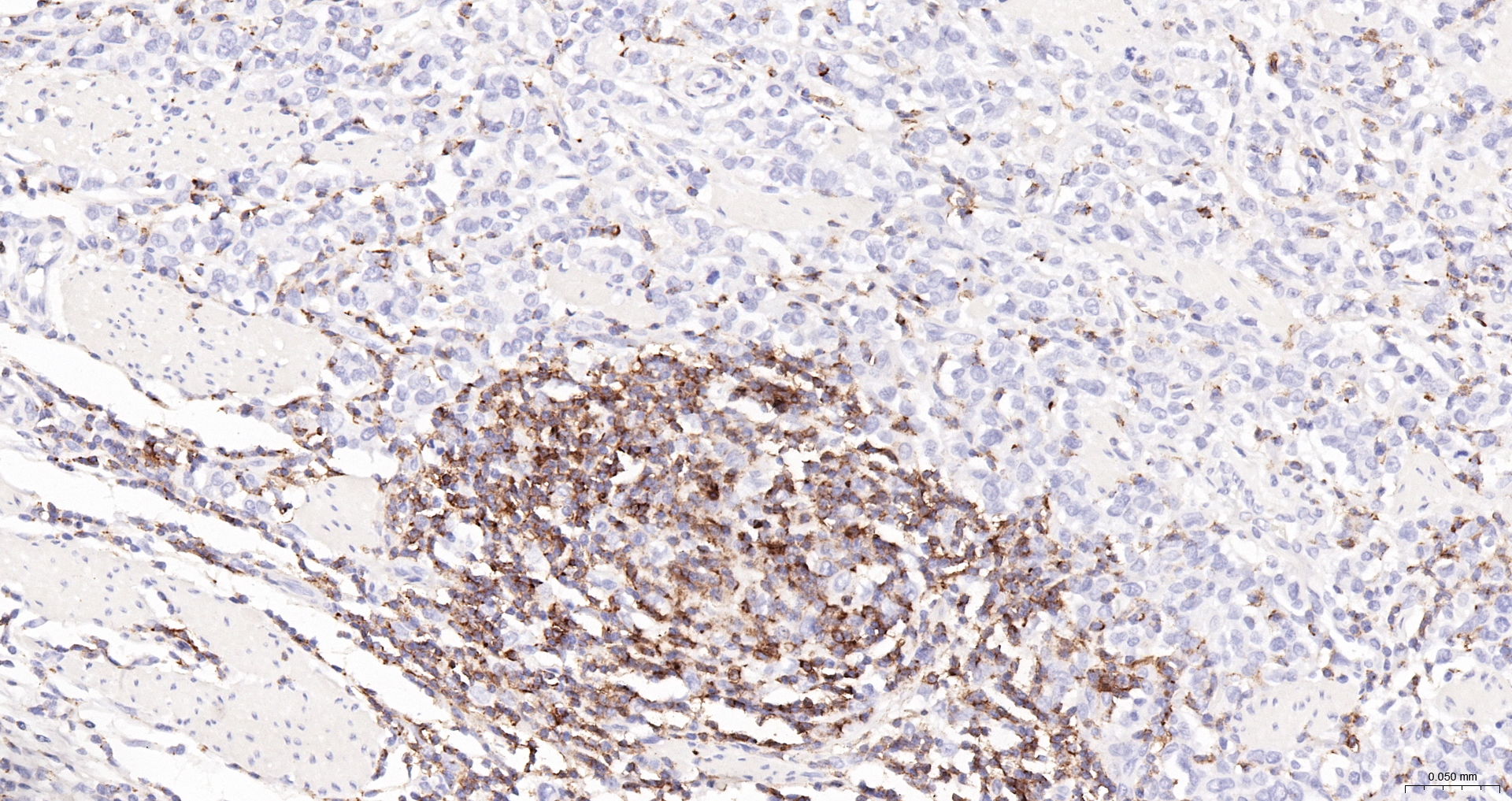 CD45 Polyclonal Antibody, HRP Conjugated