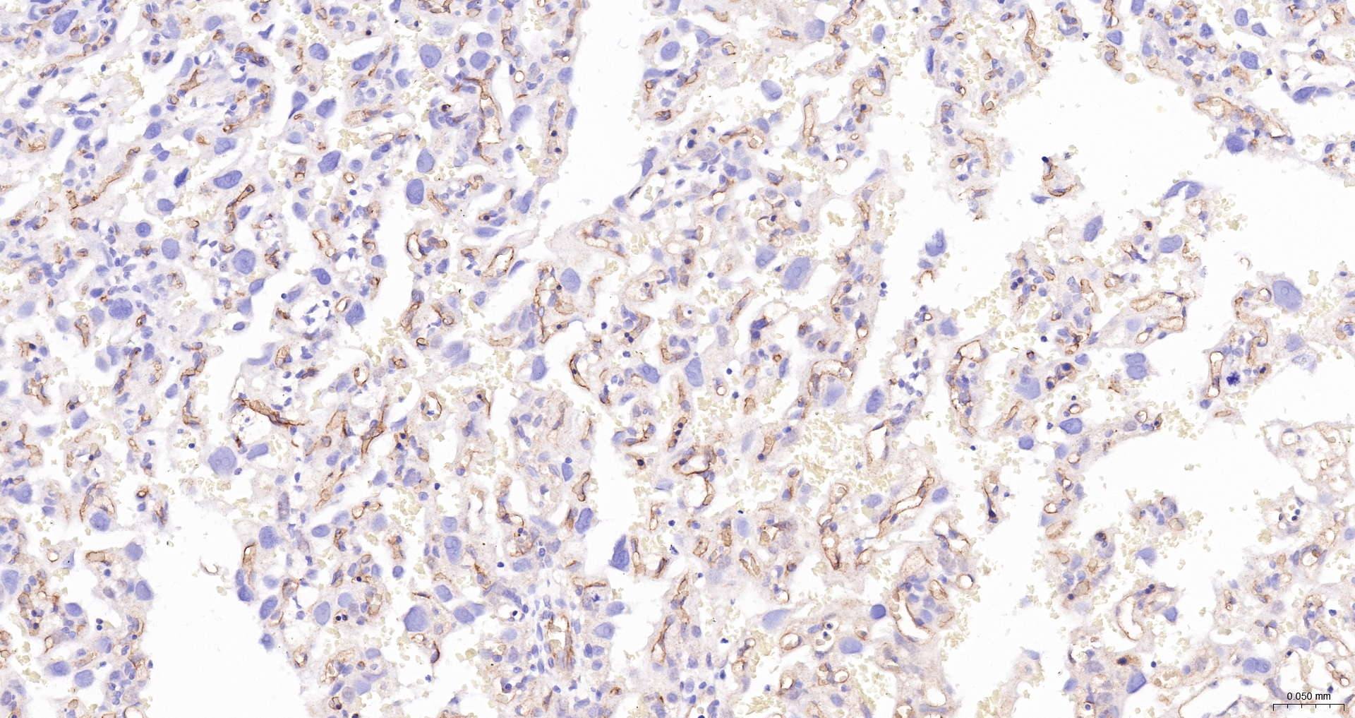 CD34 Polyclonal Antibody, HRP Conjugated
