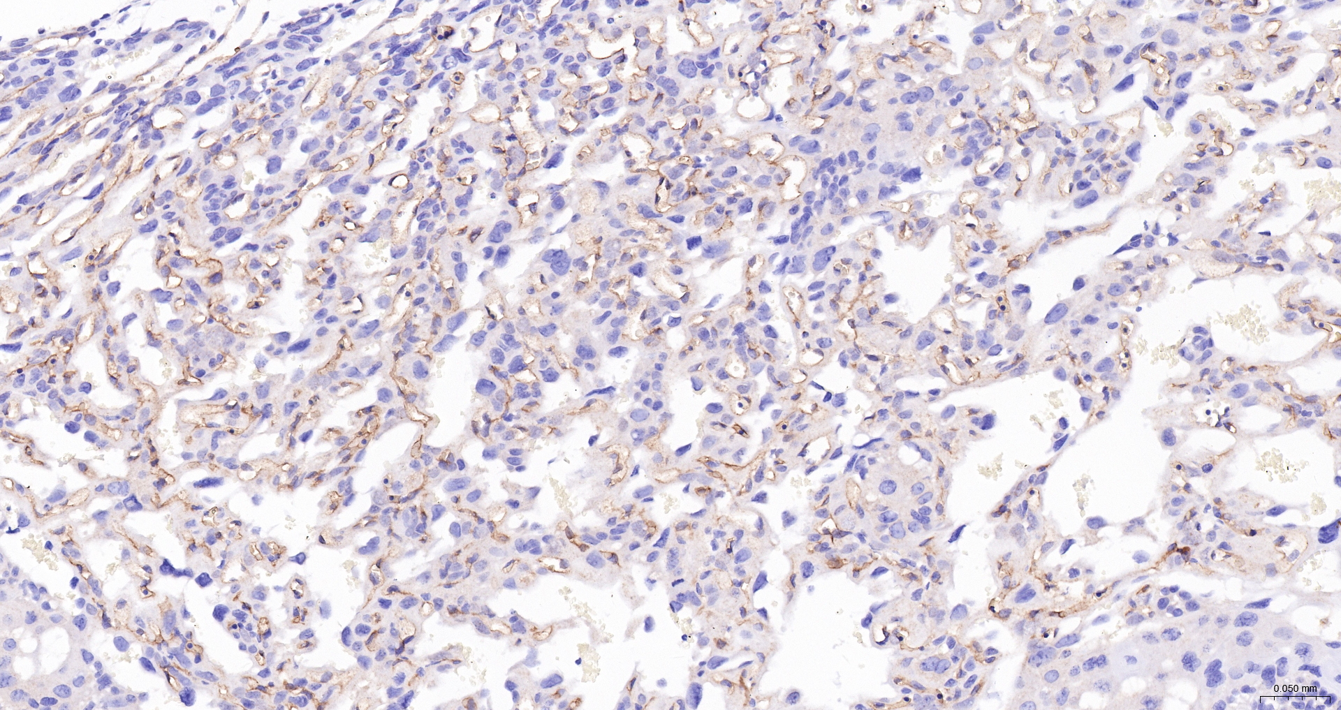 CD34 Polyclonal Antibody, HRP Conjugated