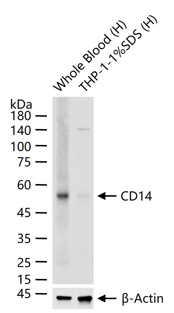 CD14 Monoclonal Antibody