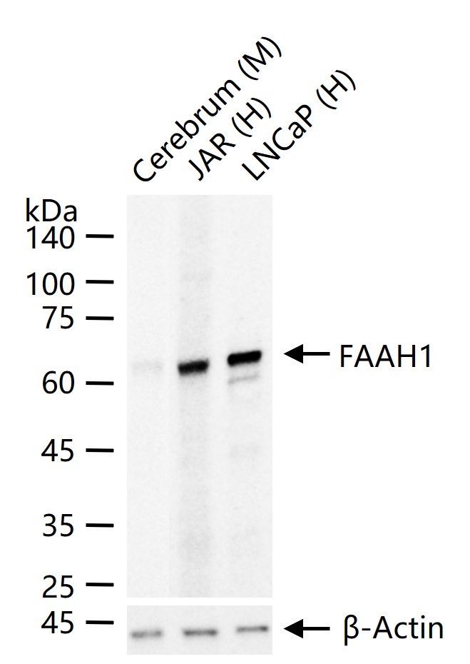 FAAH1 Recombinant Antibody