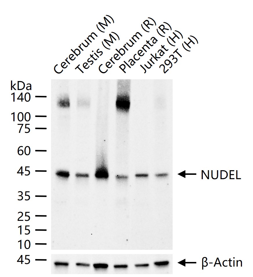 NUDEL Recombinant Antibody