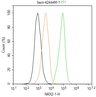NKX2-1 Monoclonal Antibody