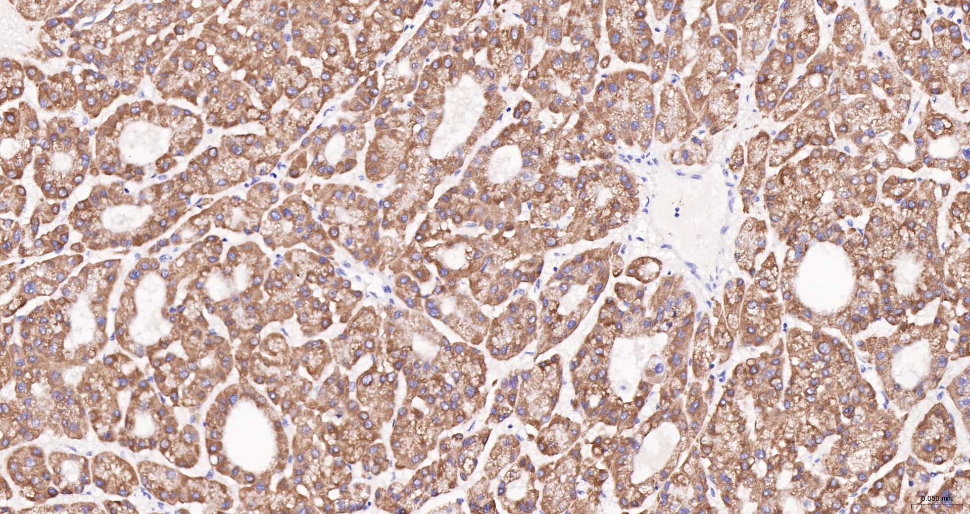 CYP7A1 Recombinant Antibody