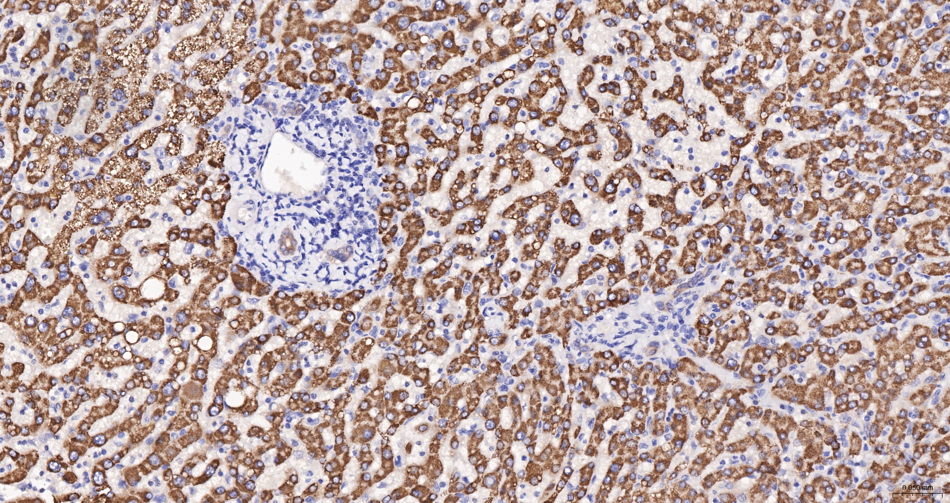 CYP7A1 Recombinant Antibody