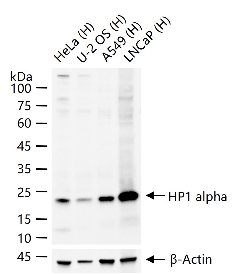 HP1 alpha Monoclonal Antibody